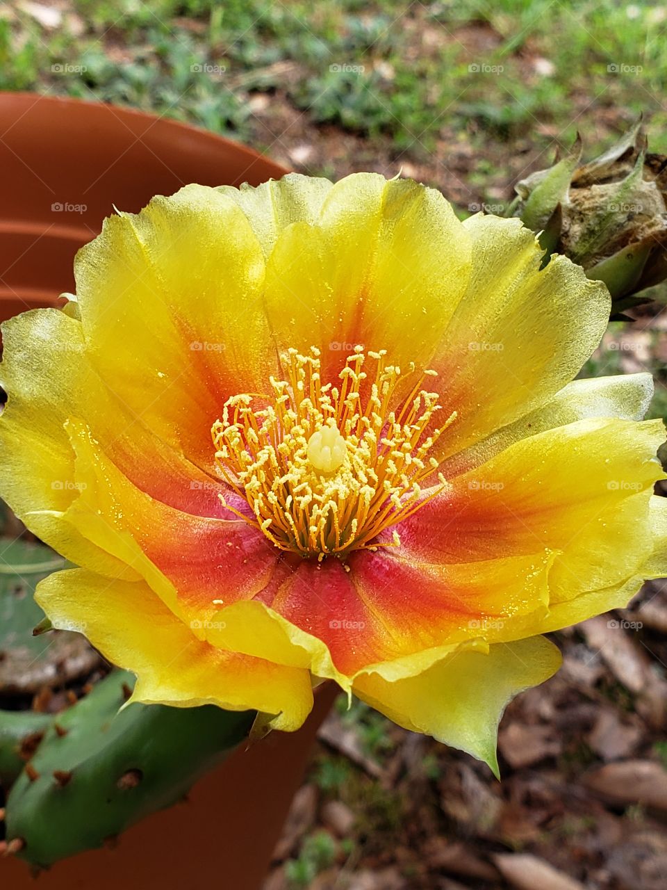 Beautiful yellow cactus flower