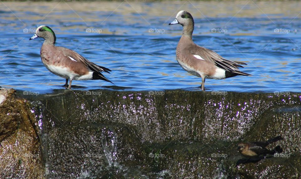 Two Wigeons on a Wall