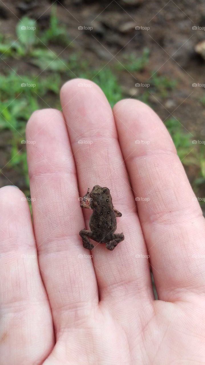 Making friends in the woods. Juvinile brown wood toad meeting a fellow woodland lover.