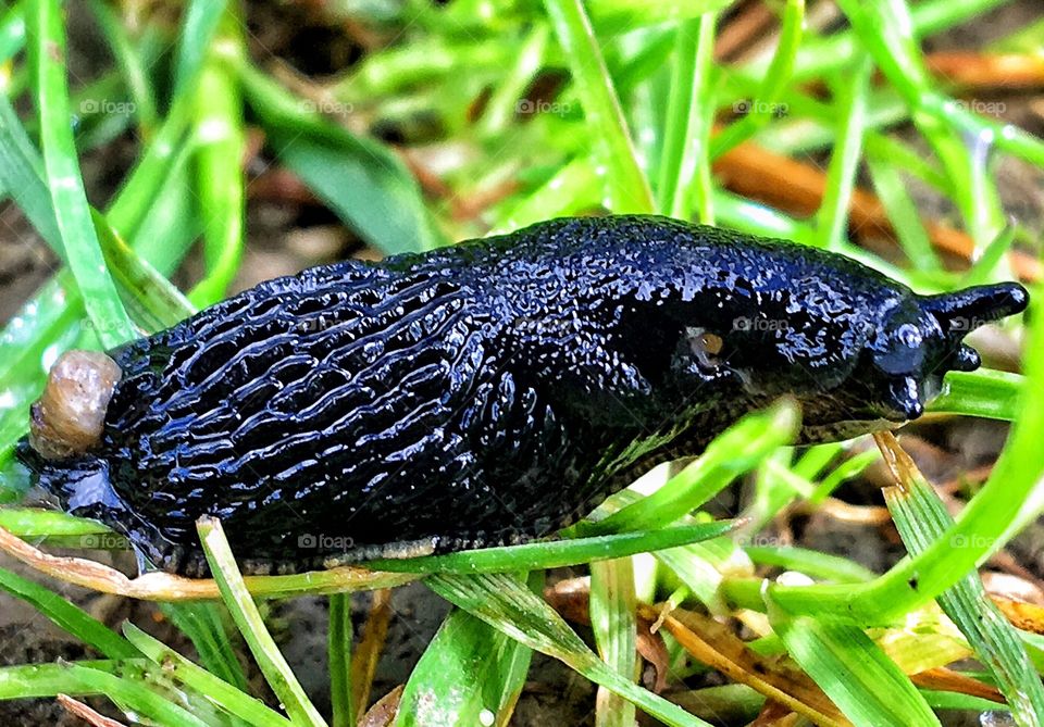 Slug close up 