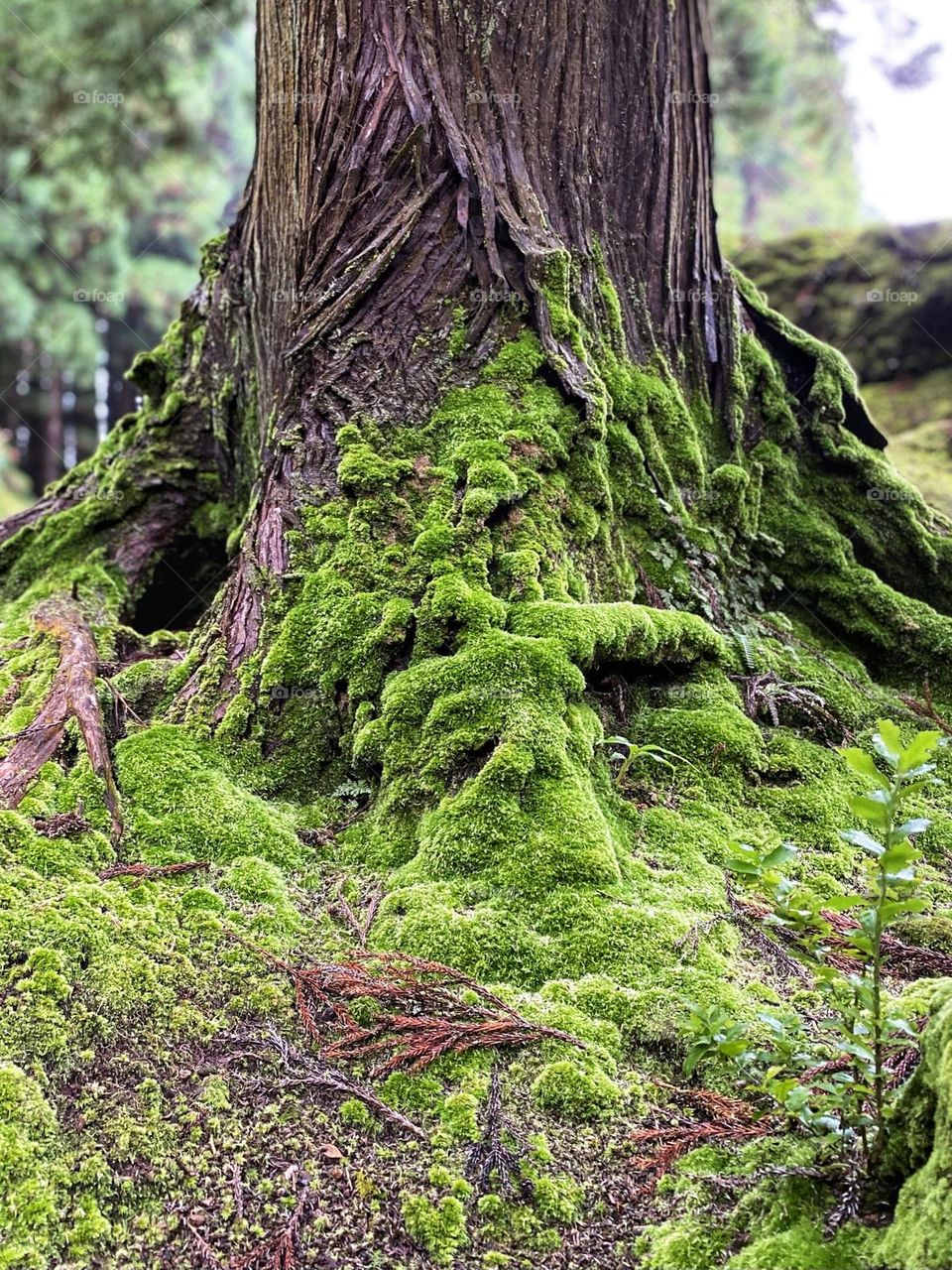 Moss on a tree