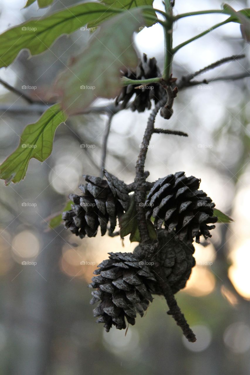 suspended pinecones on branch with  spring leaves