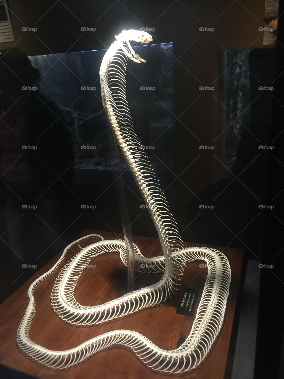 Snake, No Person, Science, Connection, People