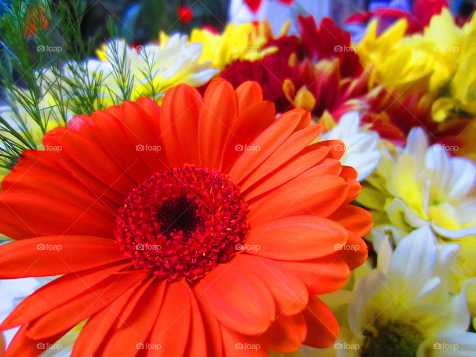 Orange gerbera 