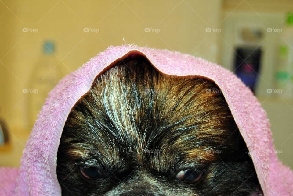 Pekingese dog getting a refreshing bath, towel on head