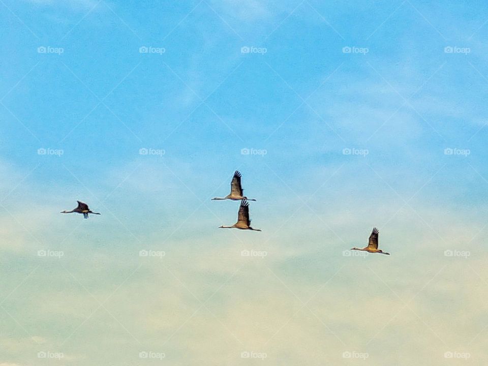 Cranes in the sky