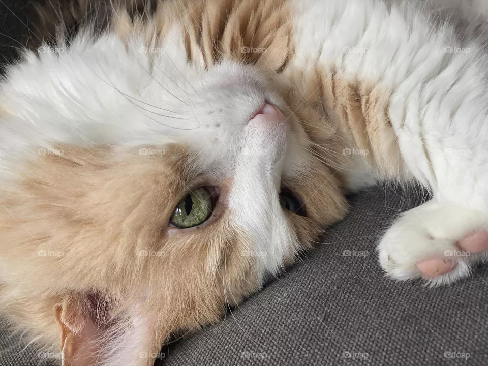 Playful Cat laying on back with green eyes