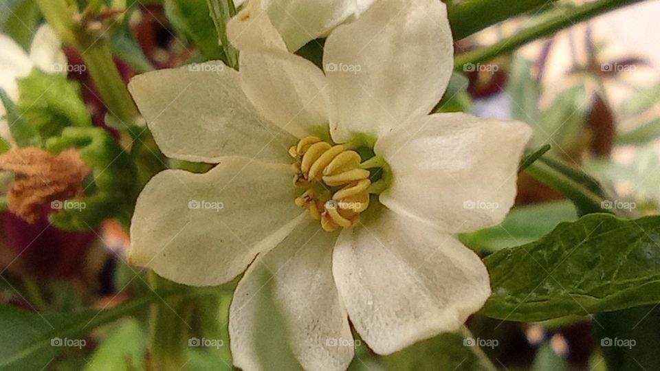 white flower - flor blanca