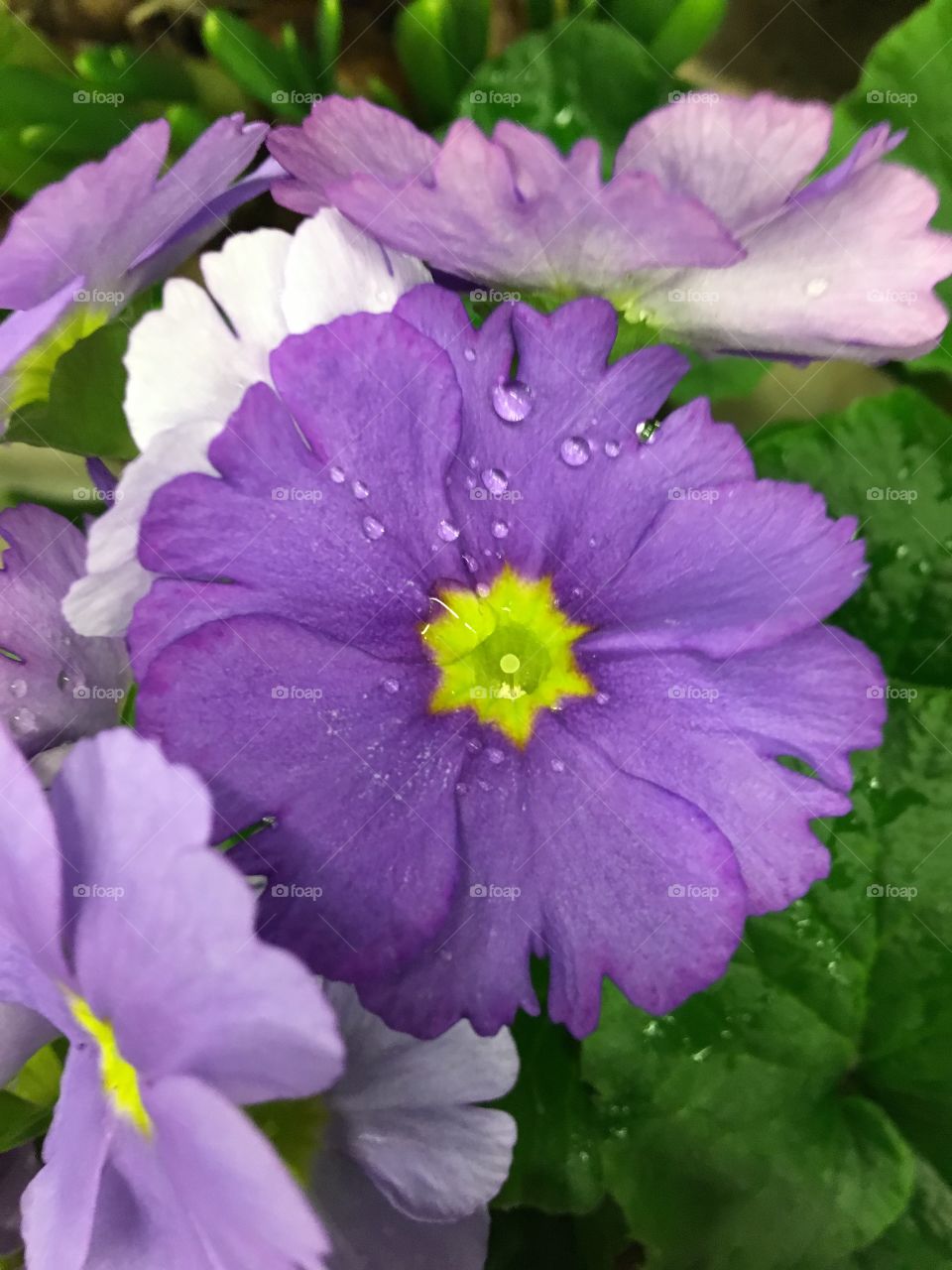Purple dew