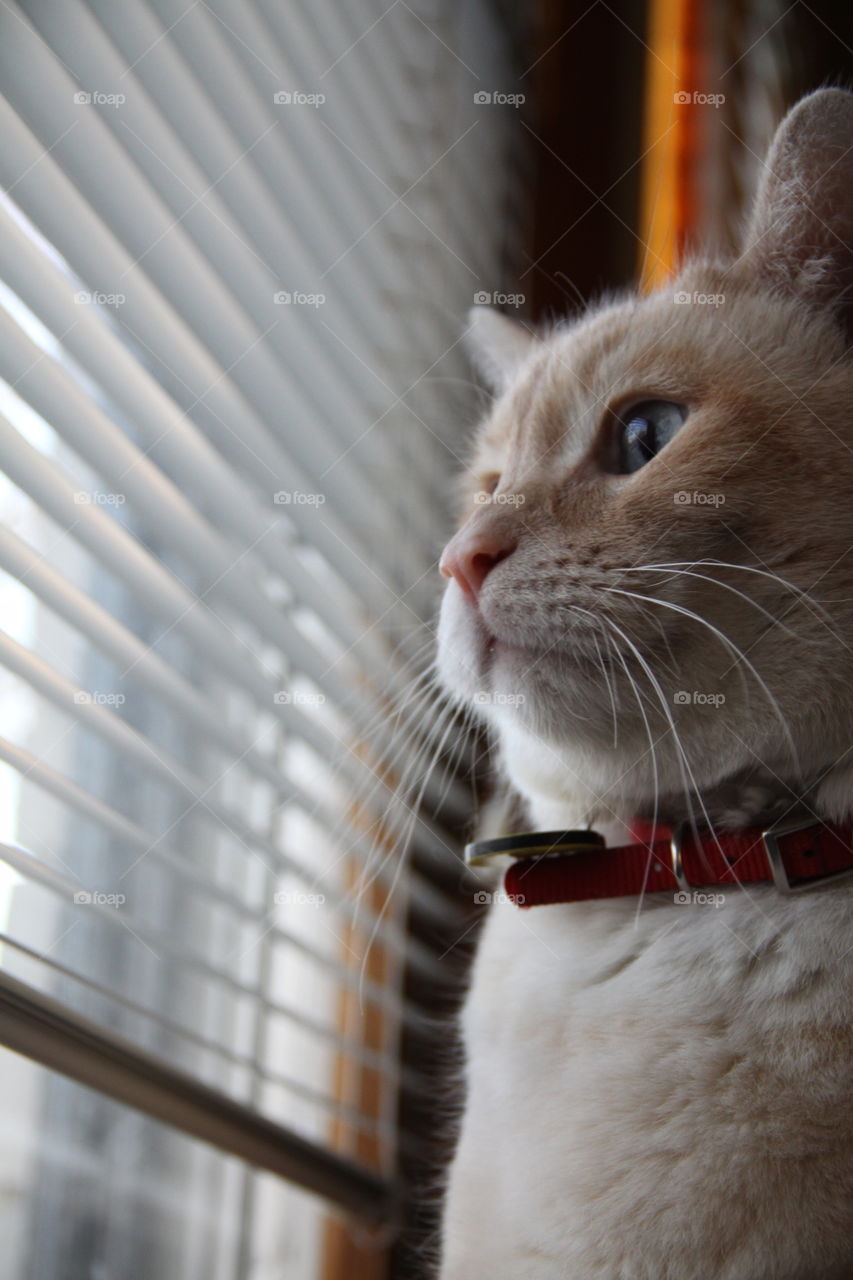 White cat looking through window