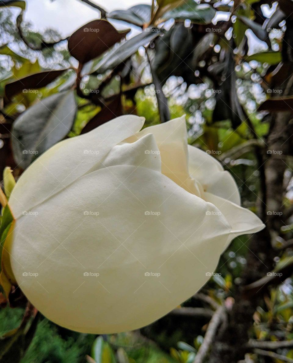 Magnolia Blossom