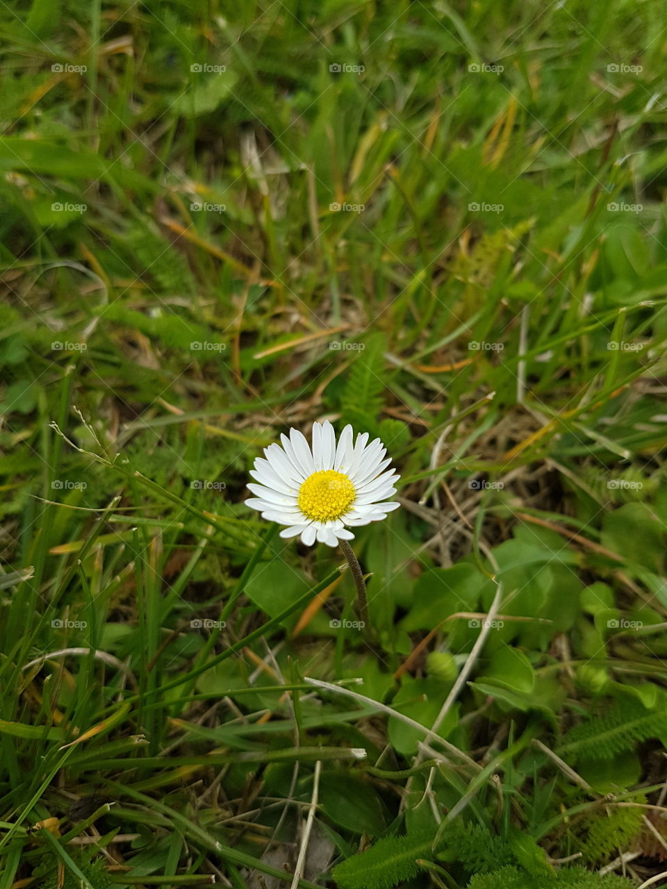 Flower blooming on grass