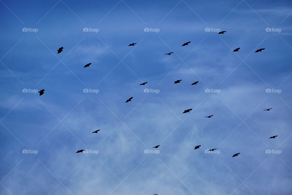 Vultures in the Sky 