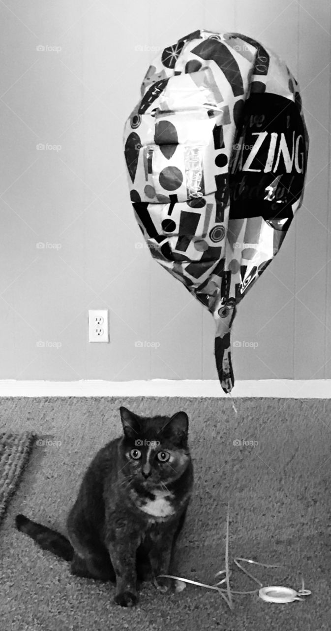 Balloon mine birthday happy fur cat 