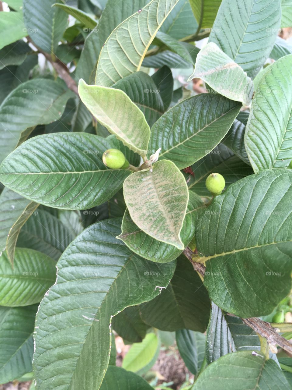 Avocado babies on Green blooming tree
