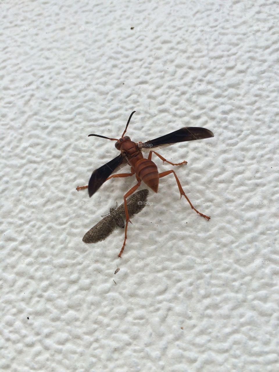 Wasp and a Moth