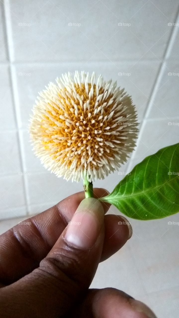 Round flower and single leaf with tough one man  look nicely