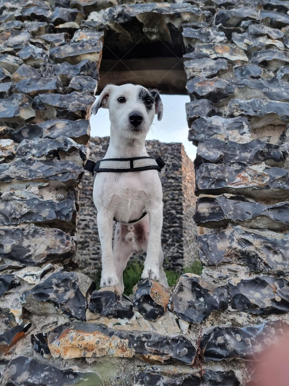 Parson Russell Terrier
