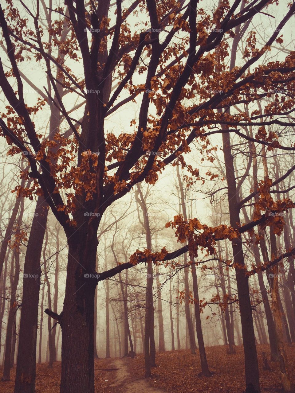 foggy tree with autumn foliage in the park