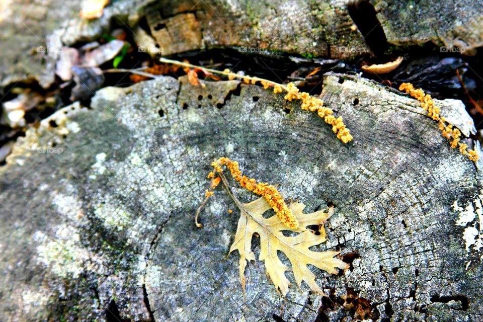 tree stump used as a resting place for a leaf and spent flowers.