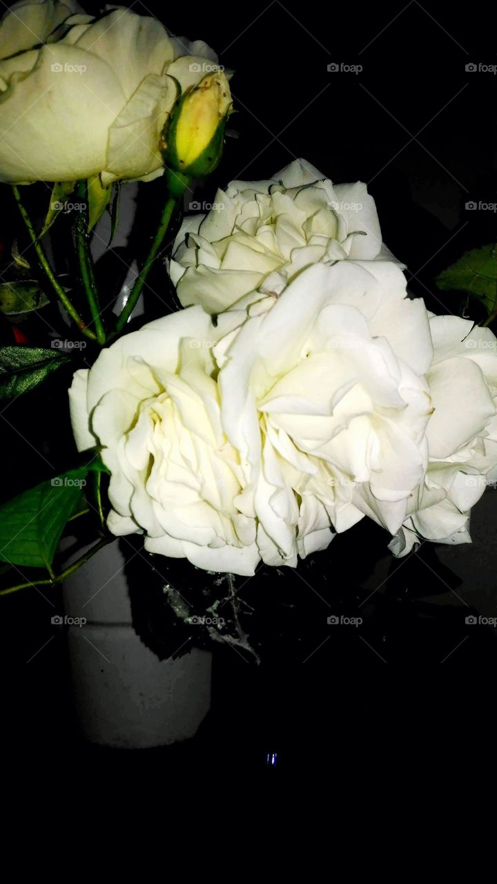 White roses and yellow buds in a dark background