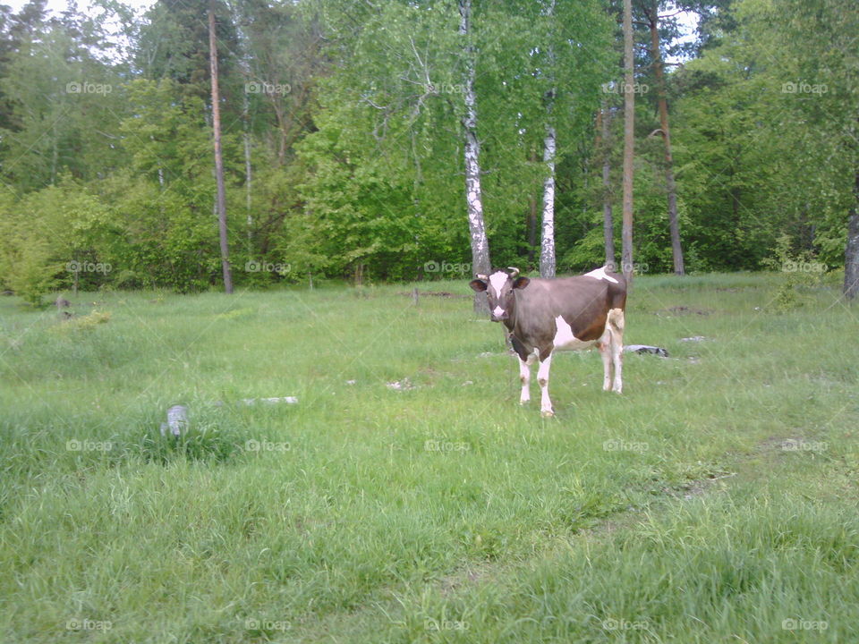 Cow standing in grassland