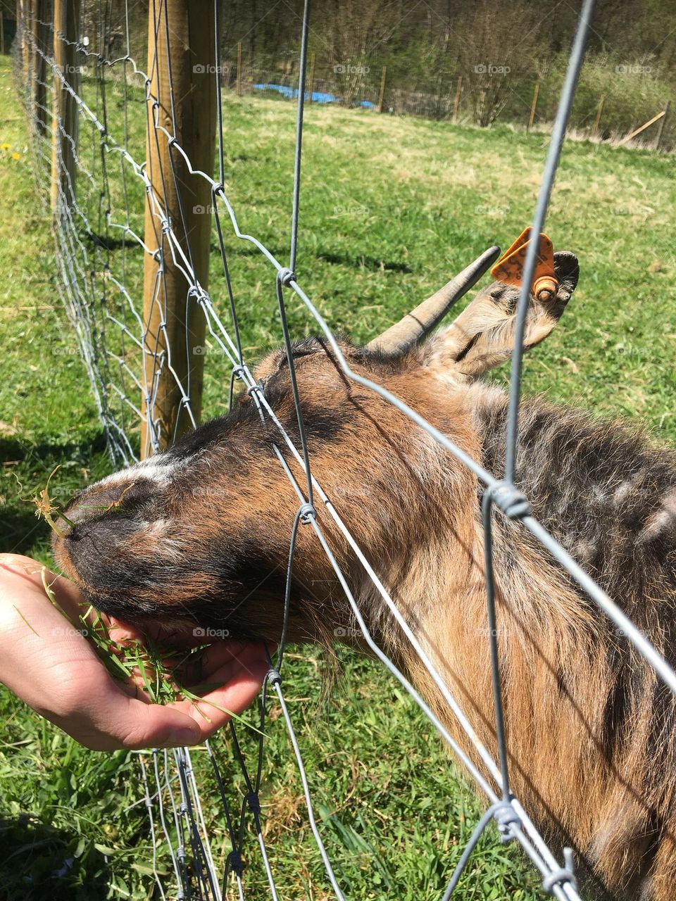 A goat that’s eats in the hand 