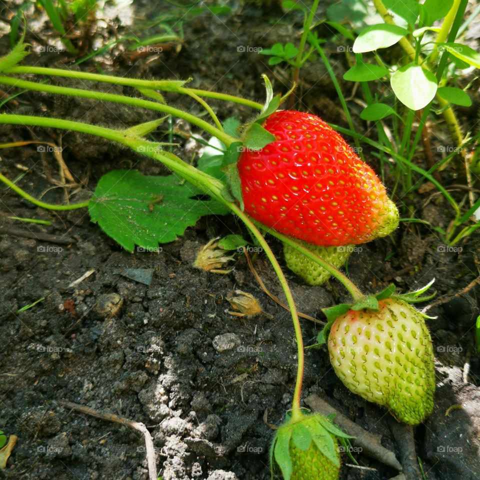 Strawberry