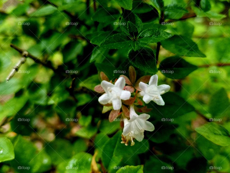 three flowers in a sea of green leaves.