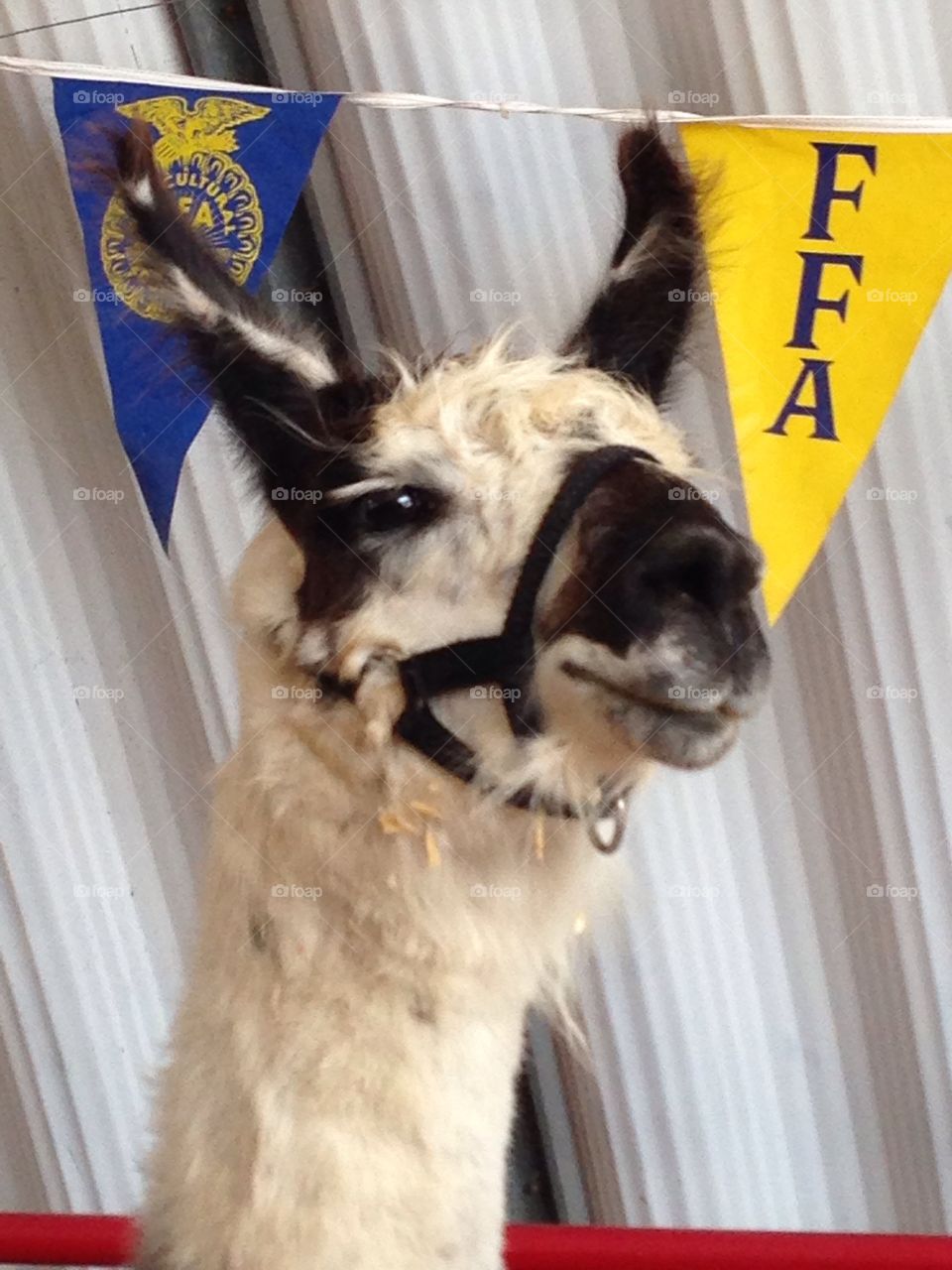 IL State Fair Llama