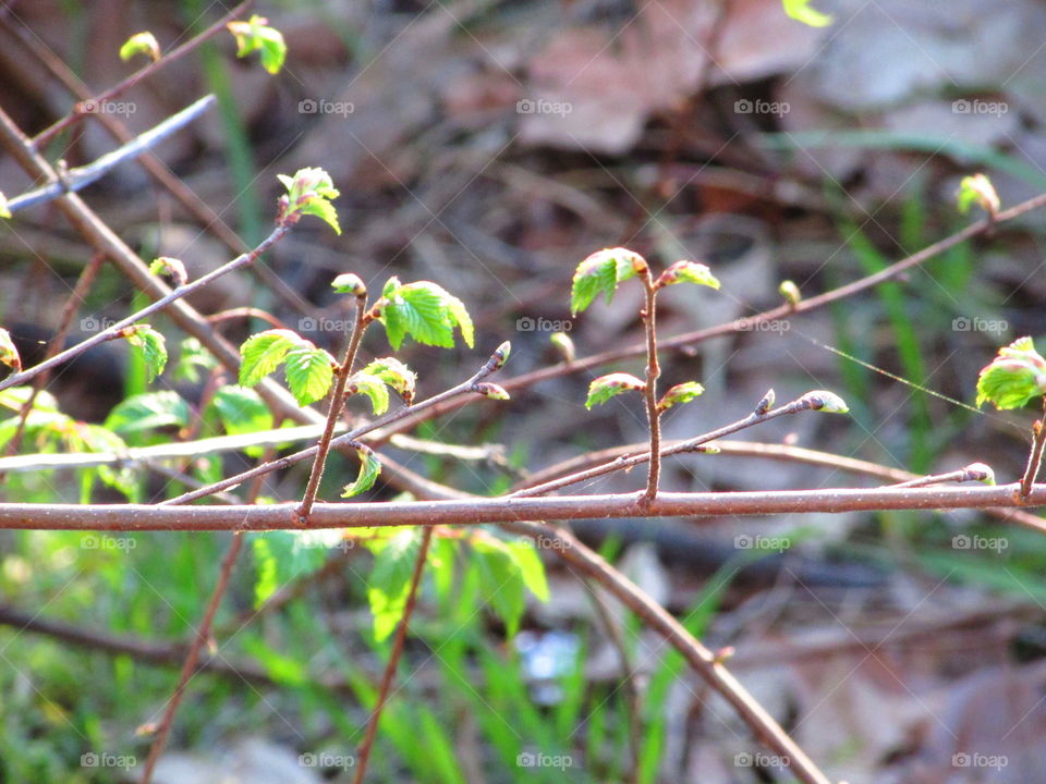 spring buds