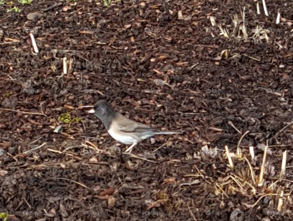 portrait of bird