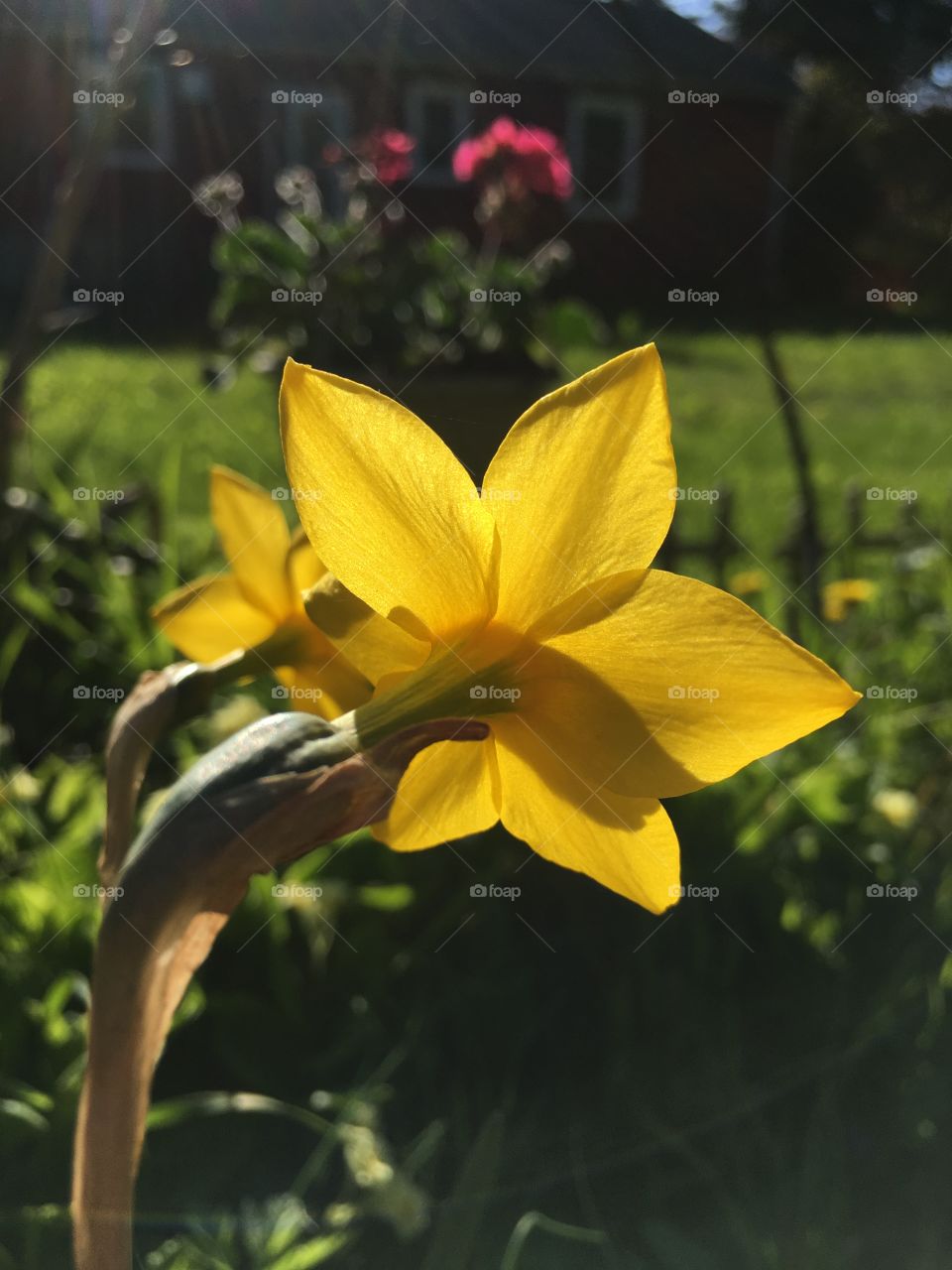 Daffodil in sunlight