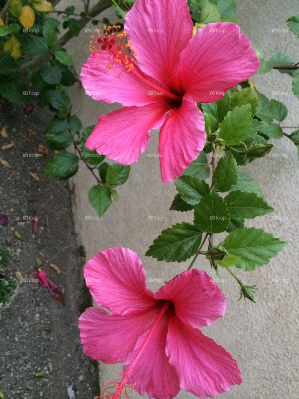 Double red hibiscus