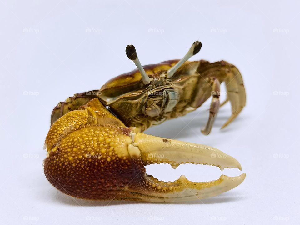 Crab isolated in white background