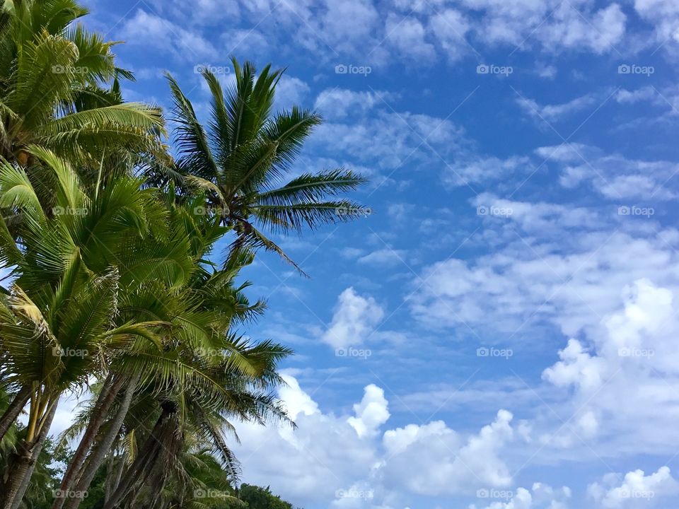 Blue skies and palm trees