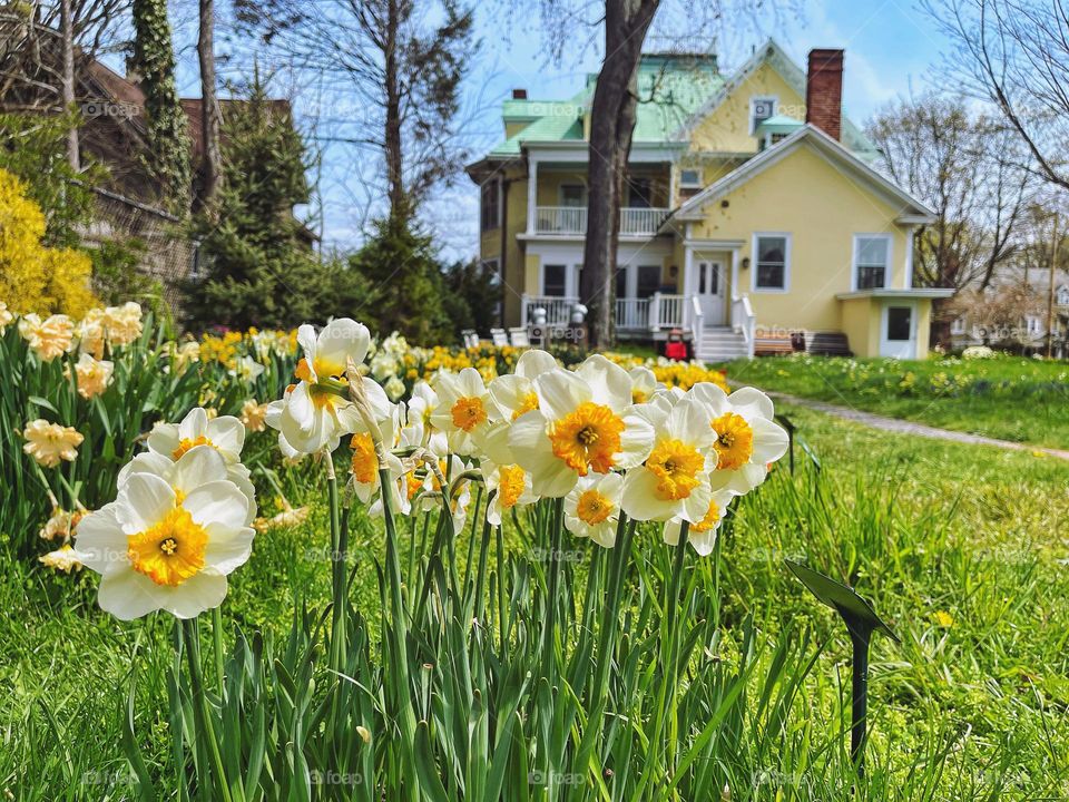 Spring flowers in a garden 