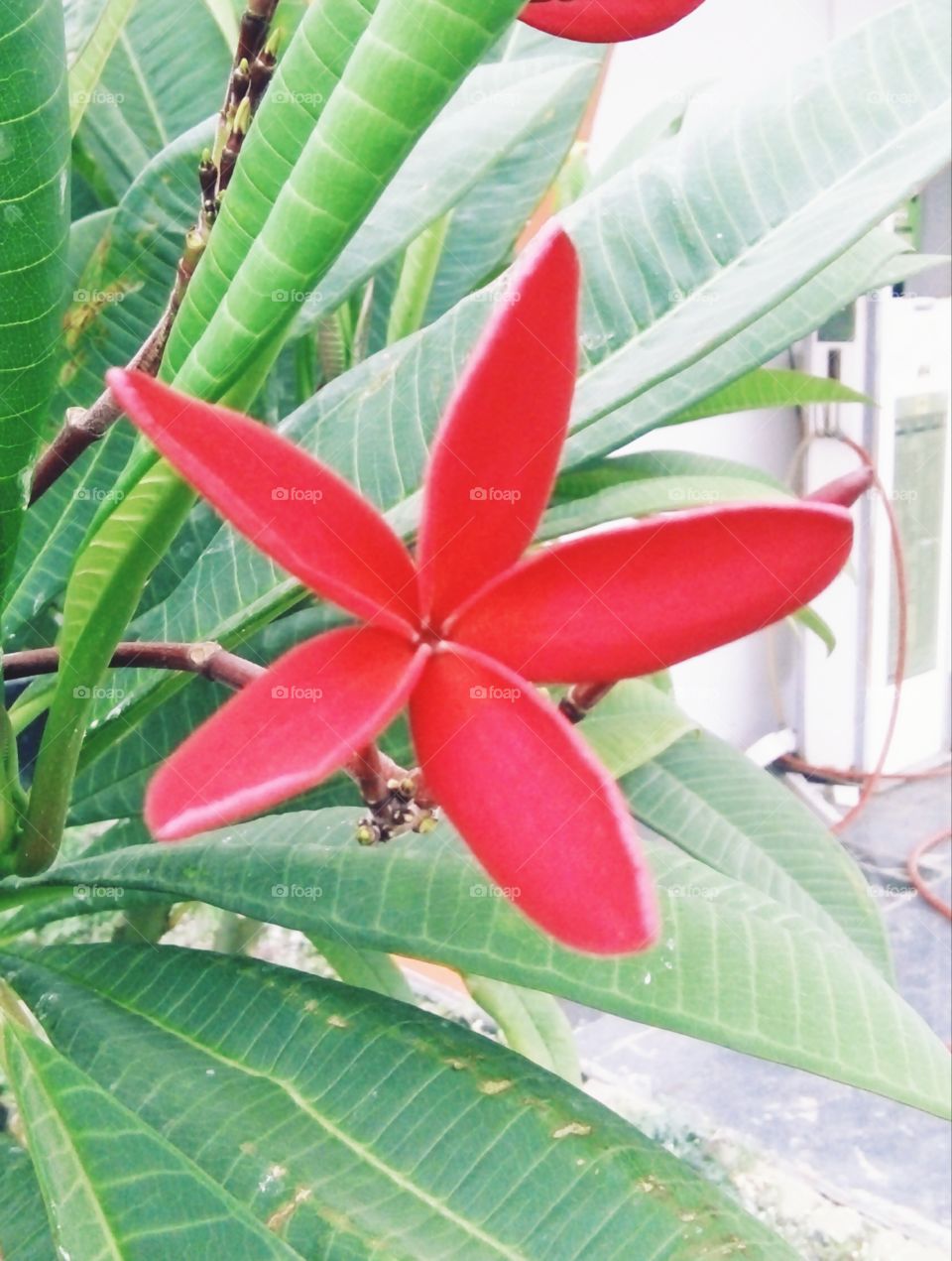 flower,lovely flower,A great photo,a photo for everyone,a memorable photo,a no. photo,a photo to cherish,a beautiful photo,a great photo for the best people,an evergreen photo,a photo to remember for years,the best result of great photography