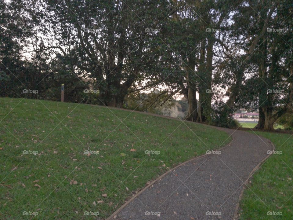 Horizontal image of pathway in the park leading to a bank of trees