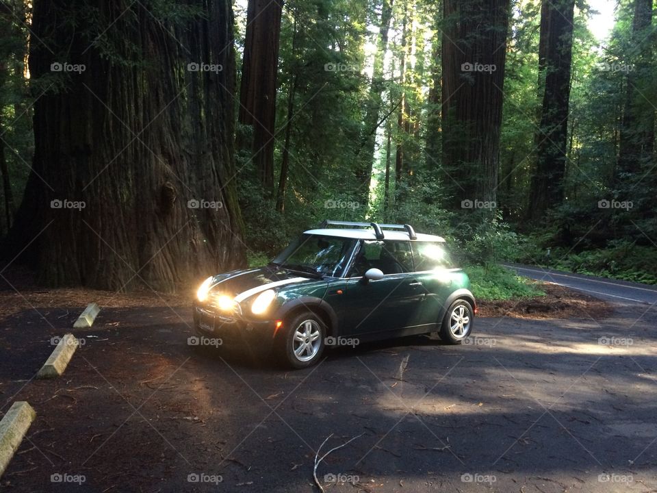 MINI Cooper in Redwood forest