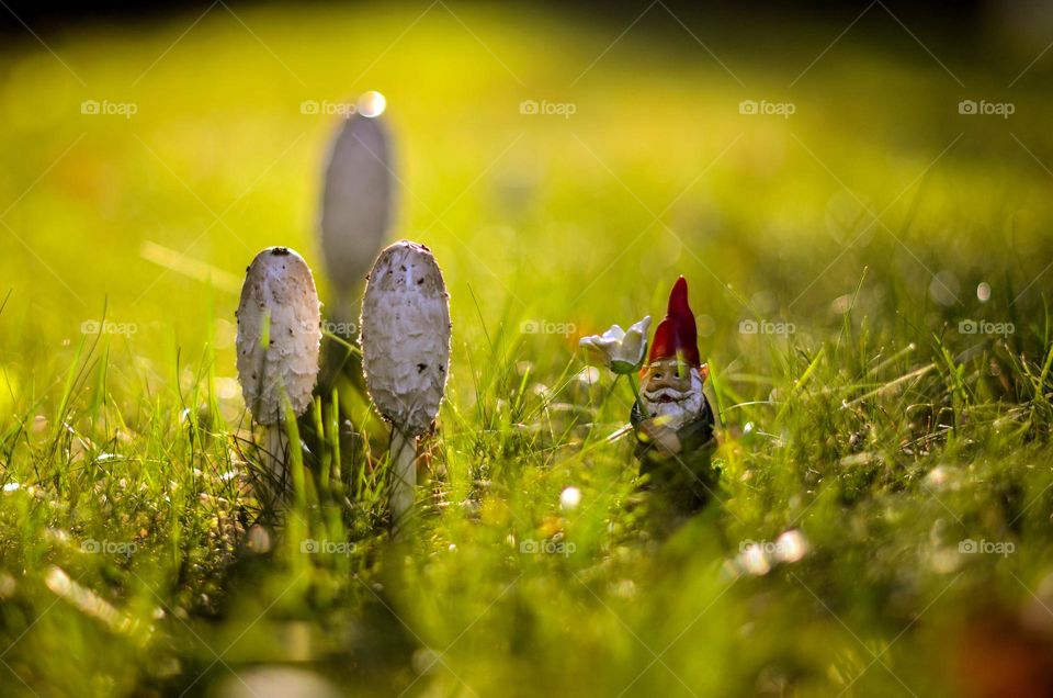 Tiny little gnome figurine holds his flower and stands beside three mushrooms in grass. The sun peeks through the grass to allow for warm lighting. The background is blurred to bring focus on these two subjects.