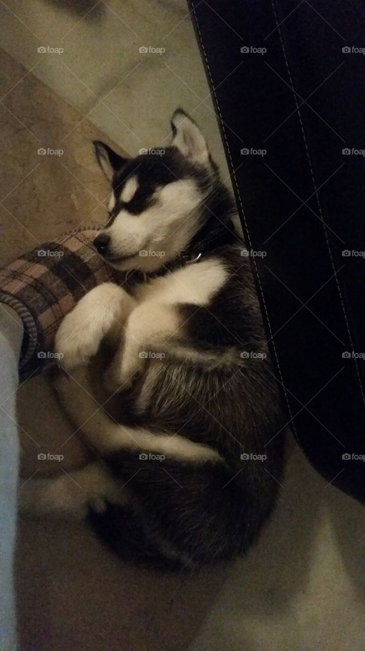 husky puppy sleeping on my slippers feeling safe