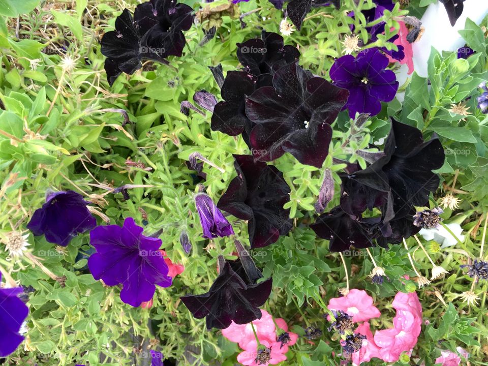 Petunias 