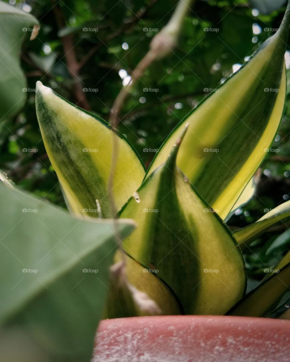 sansevieria with beautiful leaves in natural pattern