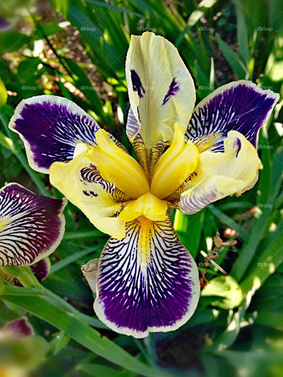 High angle view of flower