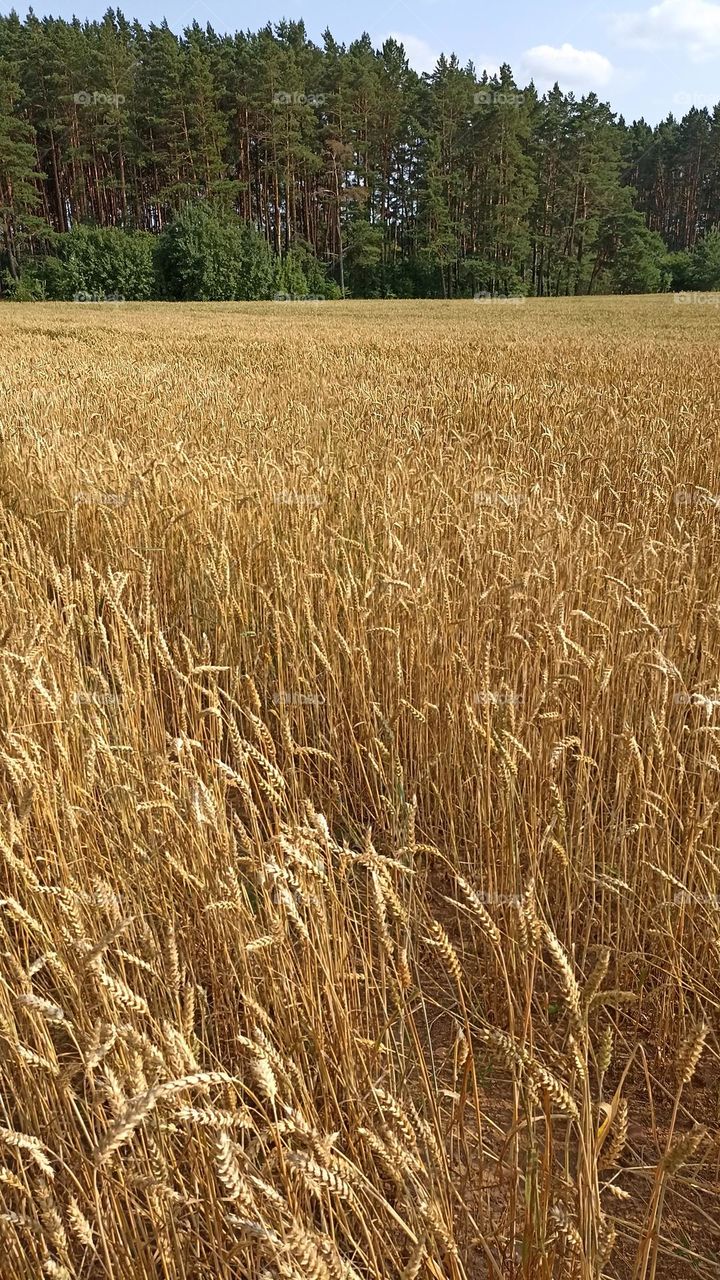 ripe grain field beautiful nature landscape summer time