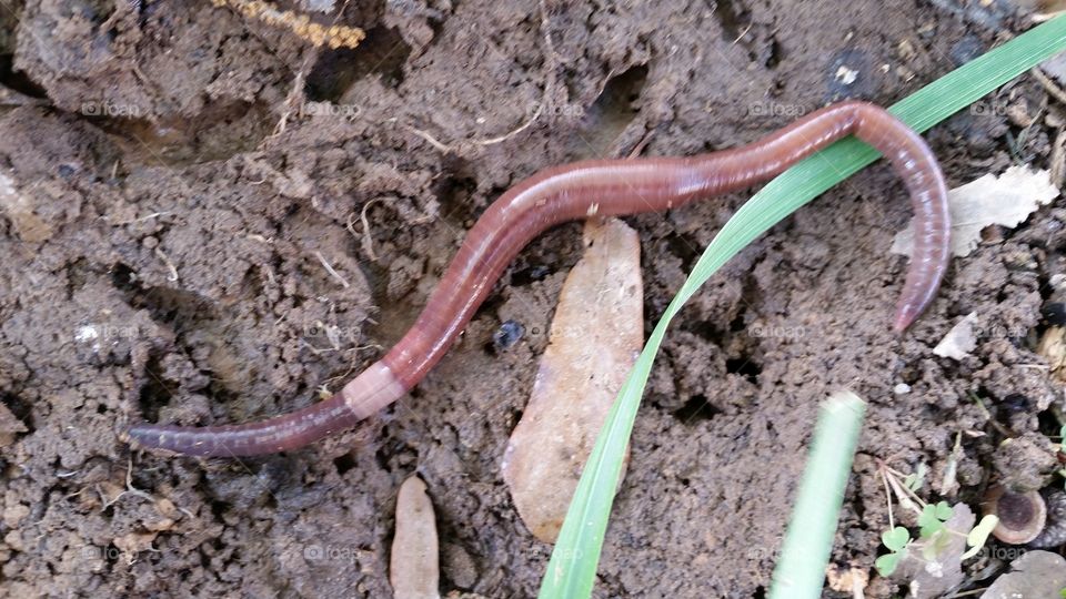 live earth worm 1. It's a worm!