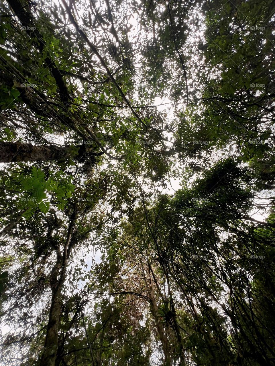 Árboles y el cielo 