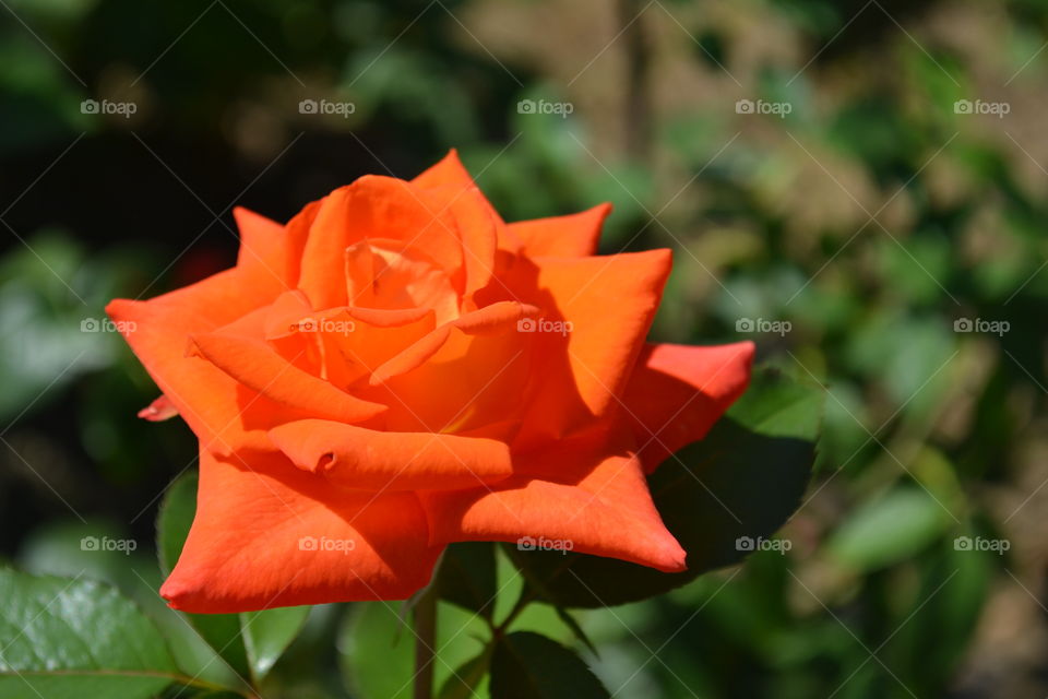 beautiful rose
