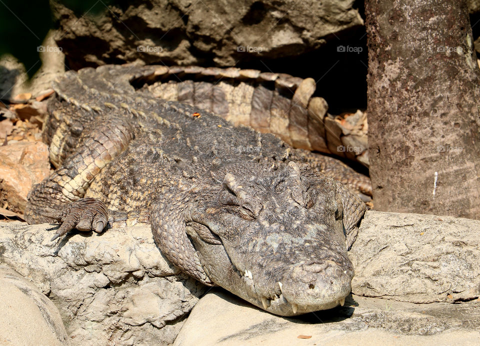 A crocodile is sunbathing on the